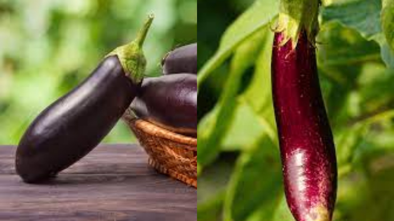 Jarang Diketahui Inilah Manfaat Terong Bagi Kesehatan Yang Luar Biasa!