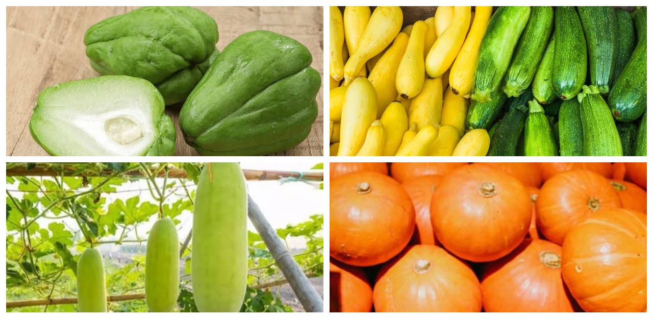 9 Jenis Labu yang Lezat dan Kaya Nutrisi untuk Mendukung Kesehatan