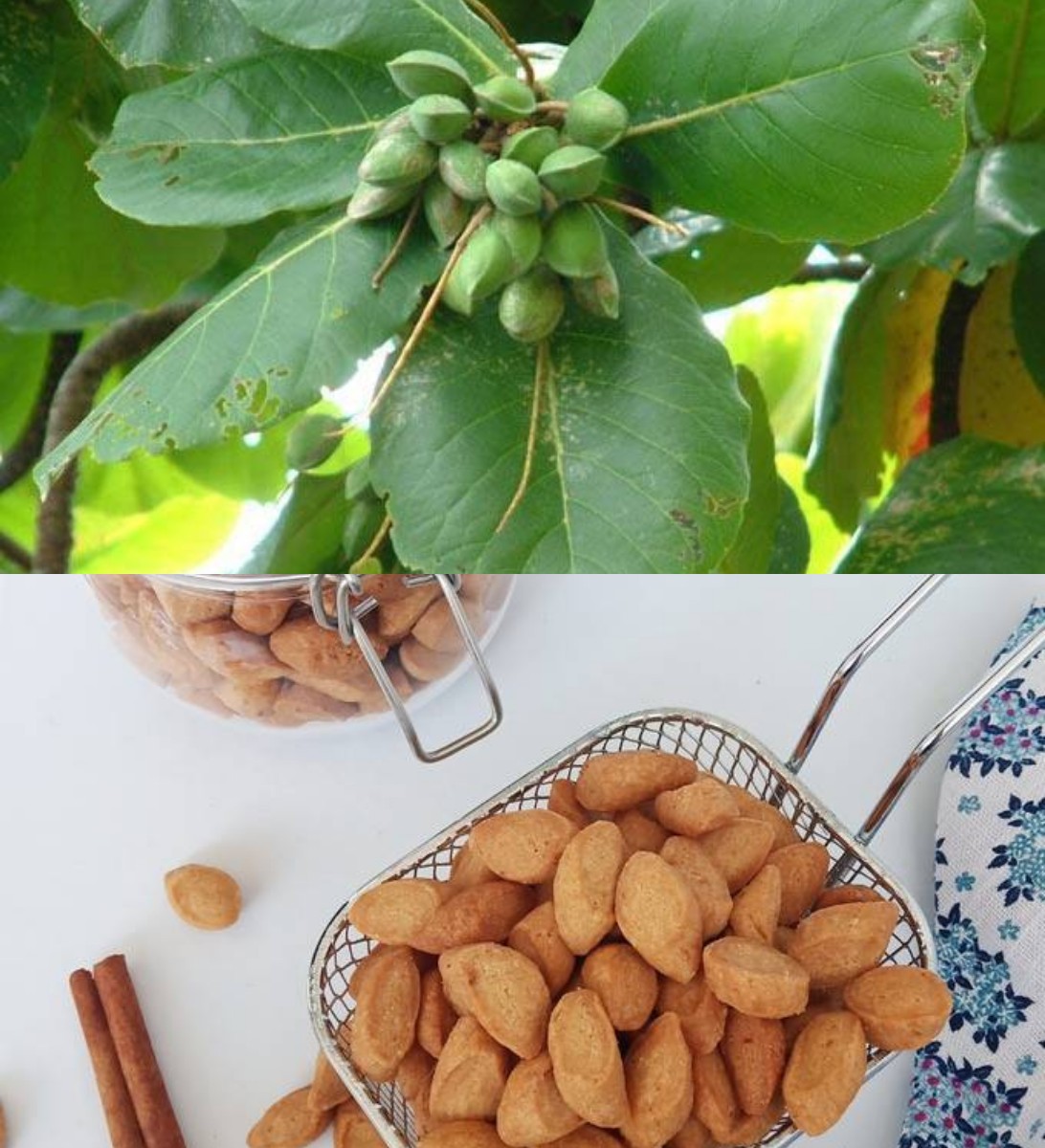 Buah Ketapang: Kegunaan Kesehatan dan Nutrisi yang Harus Anda Ketahui