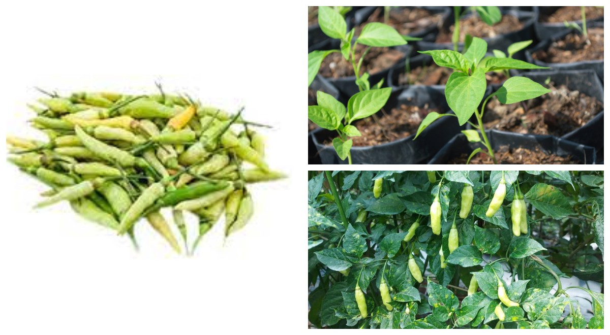 Cara Menanam Cabai Rawit Hijau di Polybag Anti Gagal: Tips dan Trik untuk Panen Melimpah