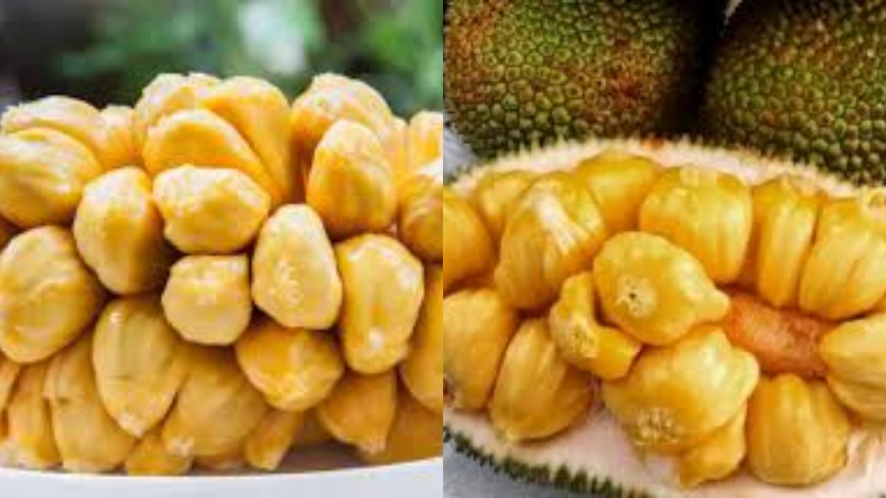 Yuk Intip! Manfaat Cempedak Untuk Kesehatan Tubuh Yang Jarang Diketahui 