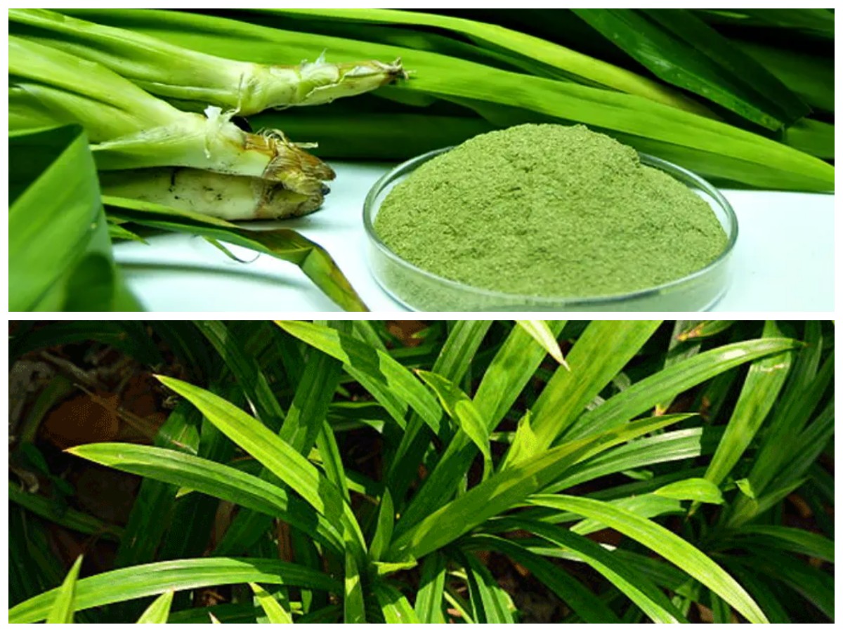Tak Hanya untuk Aroma, Ini 4 Manfaat Kesehatan Daun Pandan