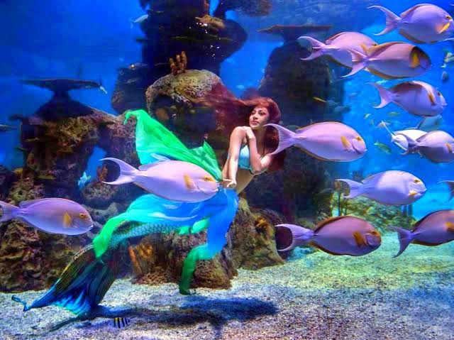 Serba Air! Inilah 5 Wisata Aquarium Terbesar di Indonesia Bisa Kamu Kunjungi