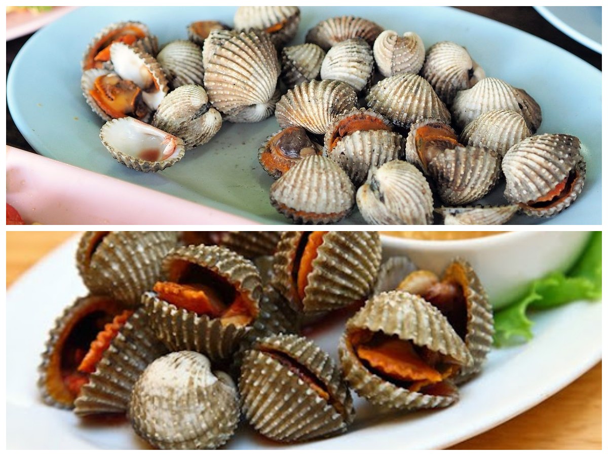 Cara Praktis Memasak Kerang Dara Rebus yang Lezat dan Bergizi