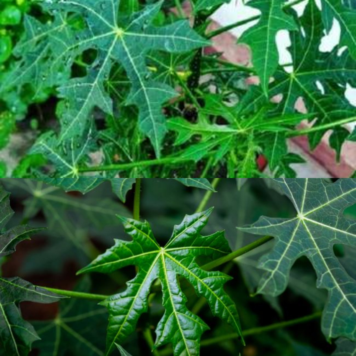 10 Keuntungan Daun Pepaya Jepang untuk Kesehatan!