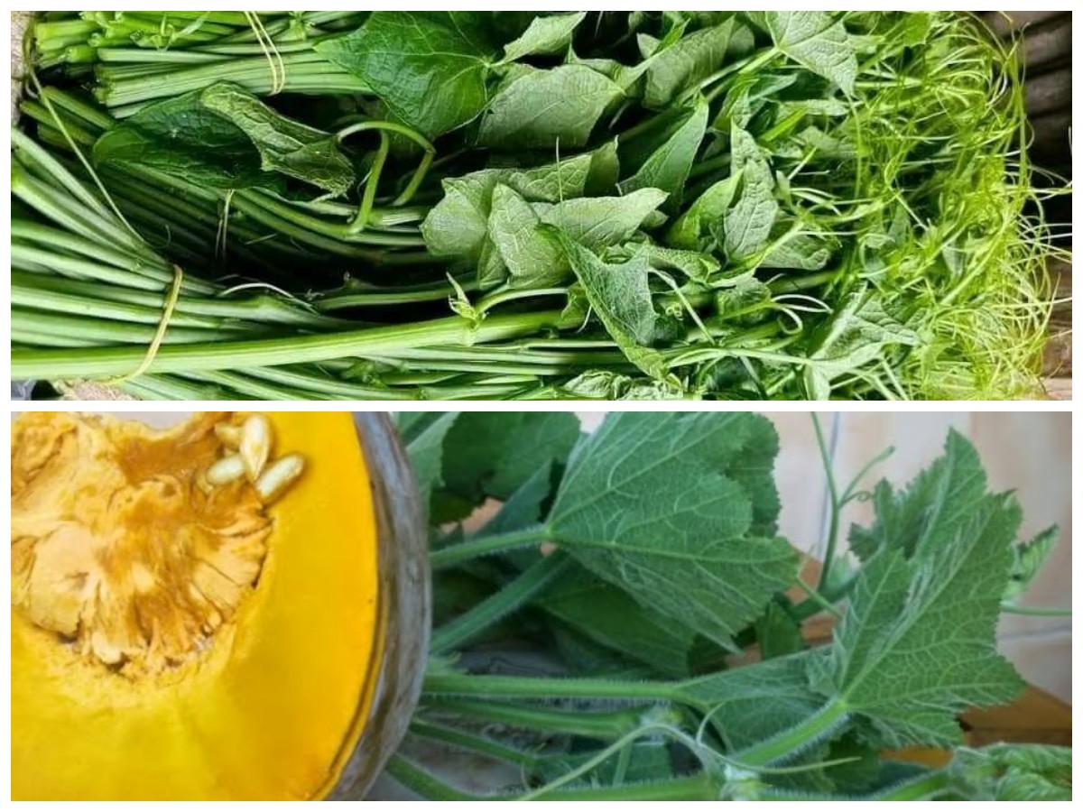Daun Labu Kuning: Sayuran Sederhana dengan Segudang Khasiat