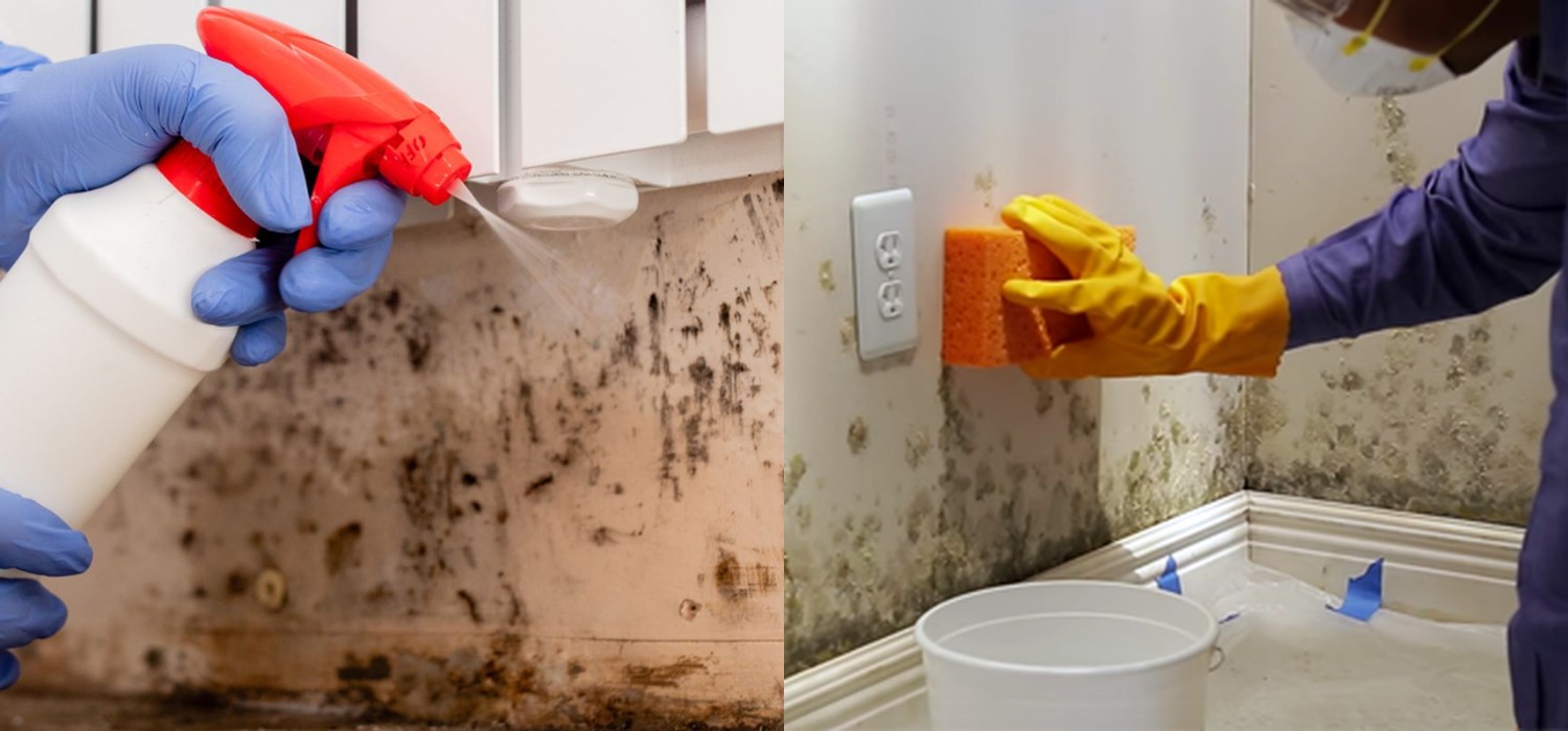 Hilangkan Lumut dan Jamur di Tembok, Solusi Mudah Tanpa Cat Ulang