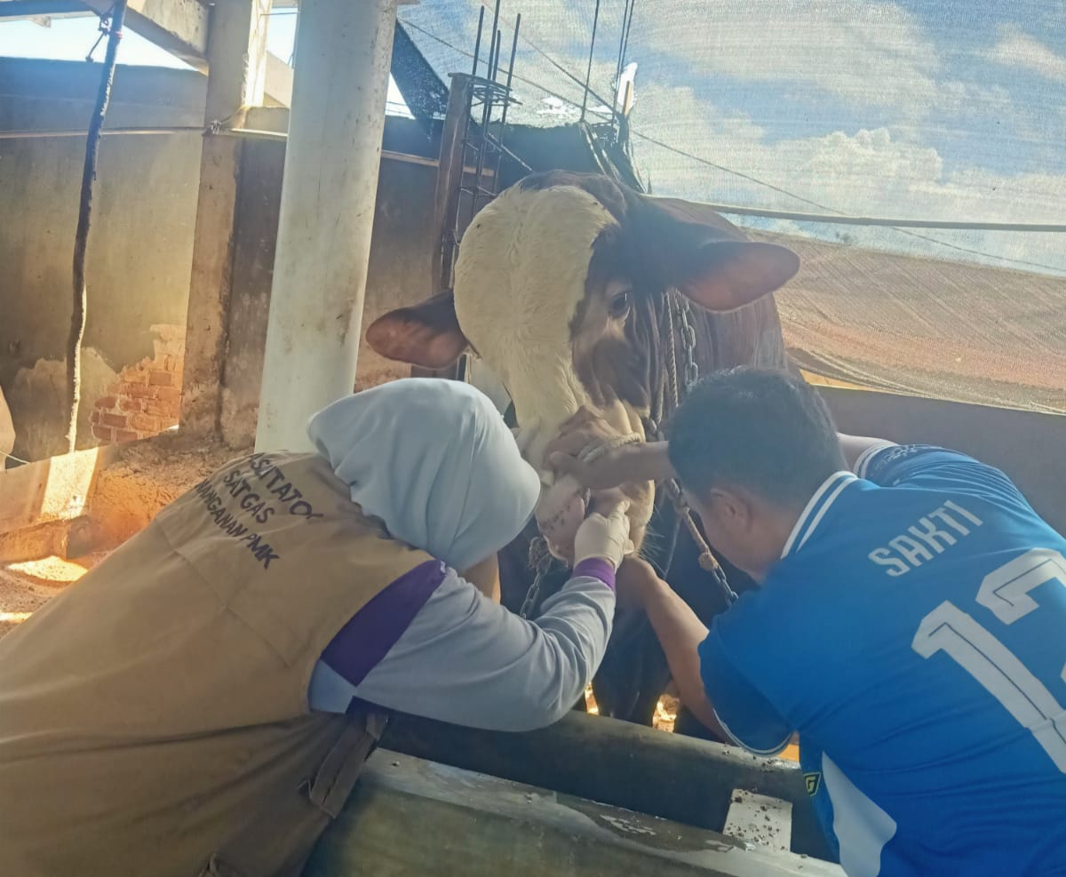 Distan Pantau Penyakit Menular Pada Hewan Qurban di Pagar Alam