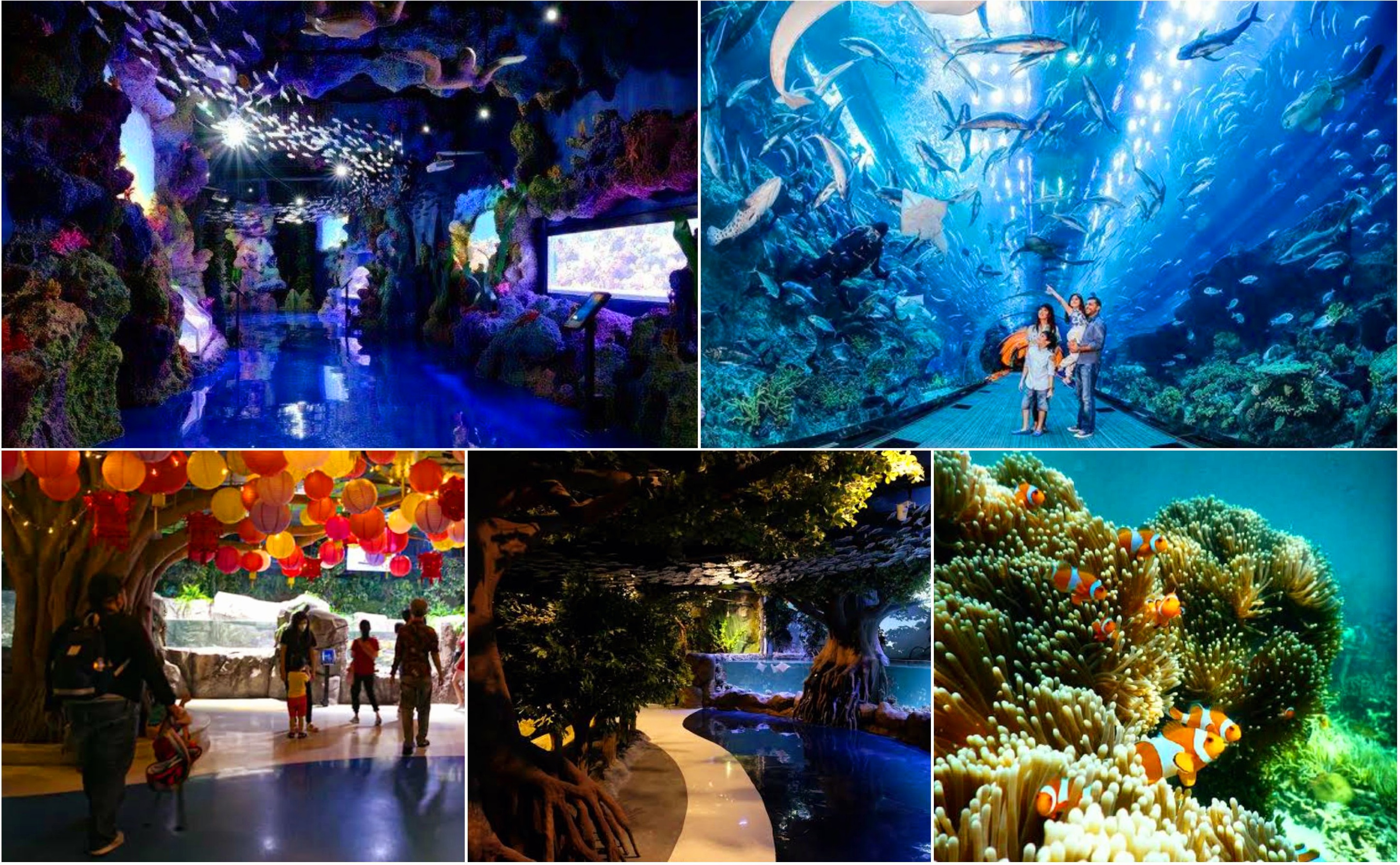 Wisata dengan Satwa Air di 7 Destinasi Wisata Akuarium Terpopuler di Indonesia