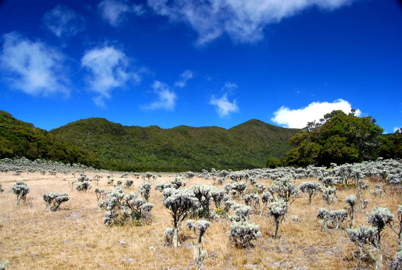 Pusatnya Bunga Edelweis! Wisata Gunung Gede Pangrango Jadi Favorit Para Pendaki