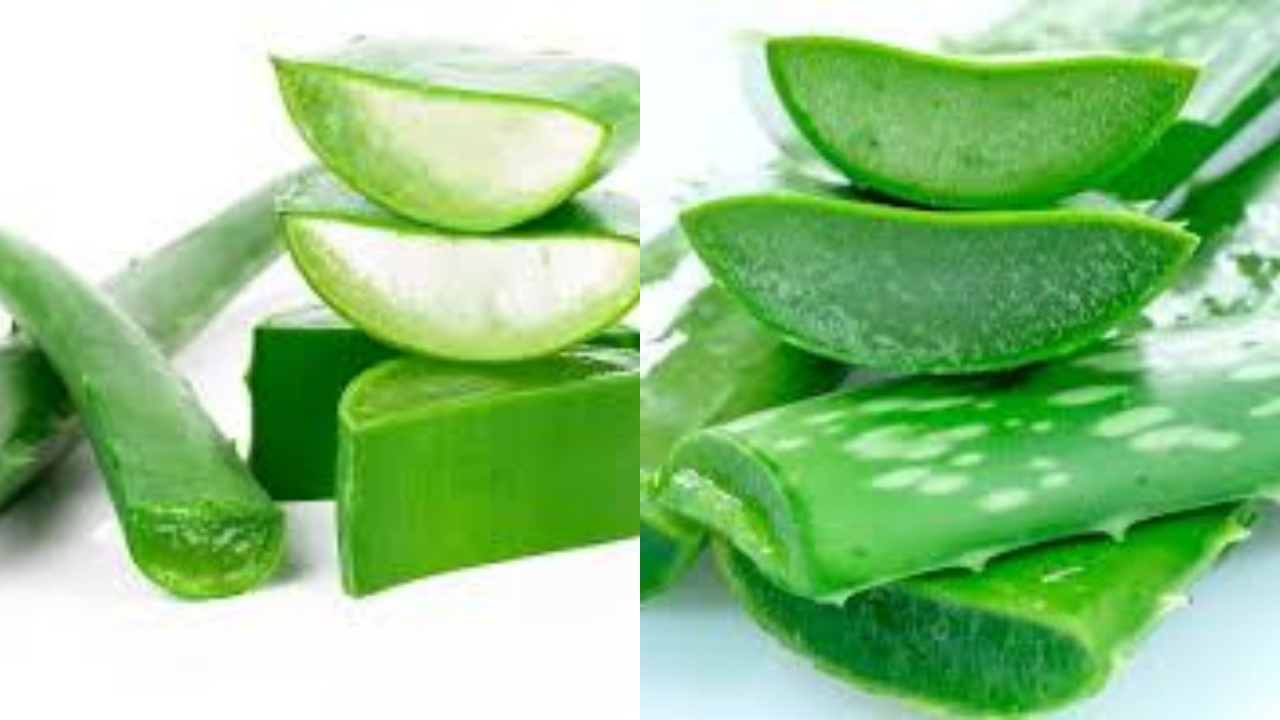 Beragam Manfaat Lidah Buaya Untuk Kesehatan Yang Jarang Diketahui!
