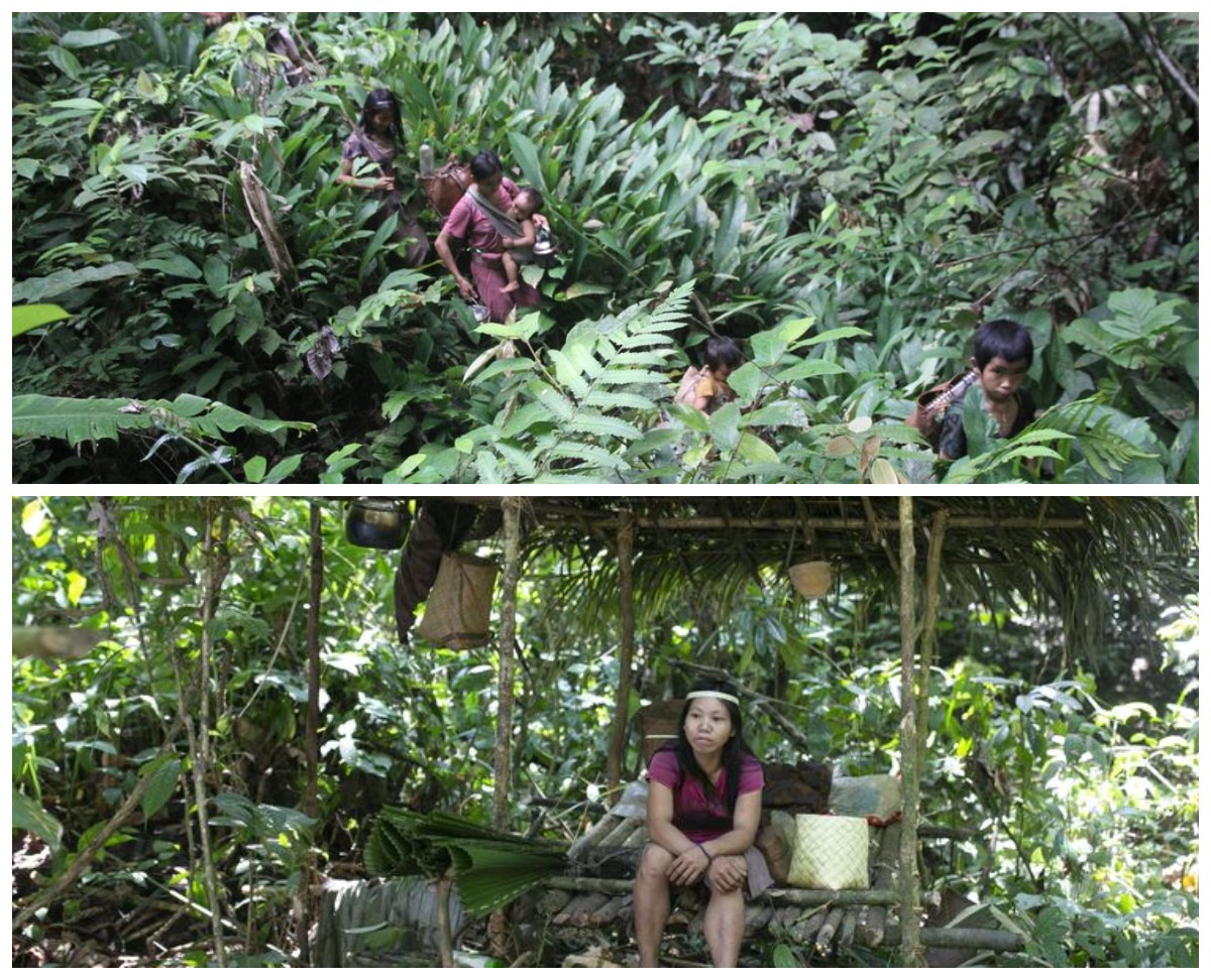 Mengungkap Misteri Suku Punan Batu: Jejak Evolusi di Hutan Kalimantan