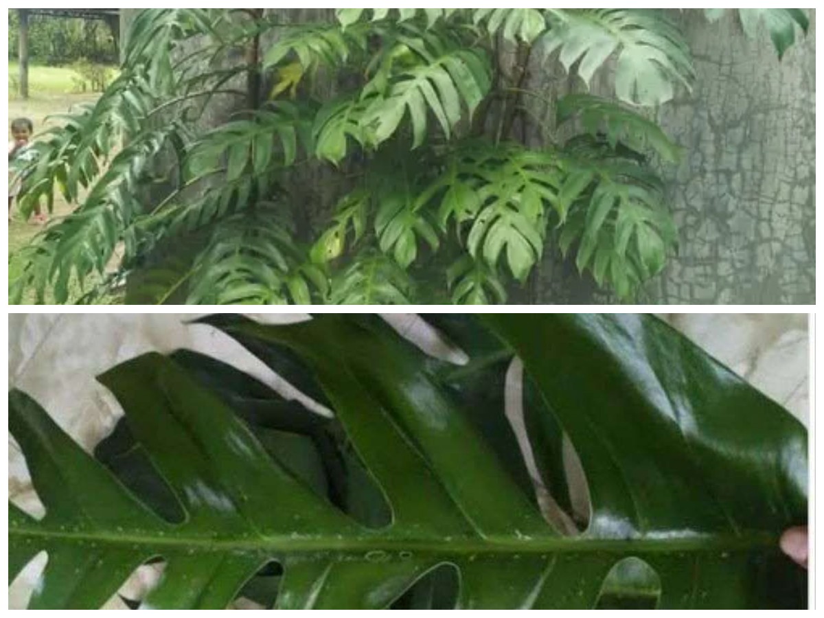 Daun Ekor Naga Ternyata Punya Banyak Khasiat, Herbal Tradisional yang Patut Dicoba!