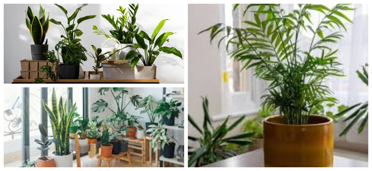 Tak Perlu Semprotan Kimia, 6 Tanaman Hias Ini Efektif Atasi Jamur Indoor!