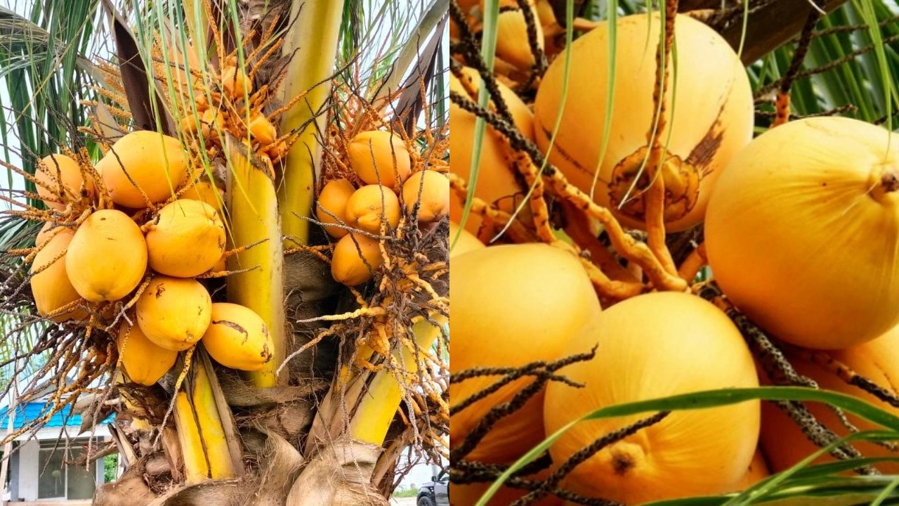 Inilah Manfaat Dan Khasiat Kelapa Muda Kuning, Bagi Kesehatan Tubuh!