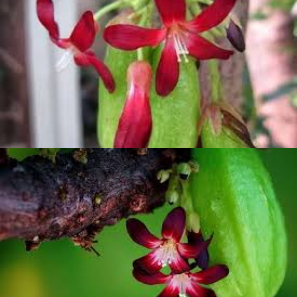 Inilah Beragam Manfaat Belimbing Wuluh bagi Kesehatan Yang Harus Diketahui! 