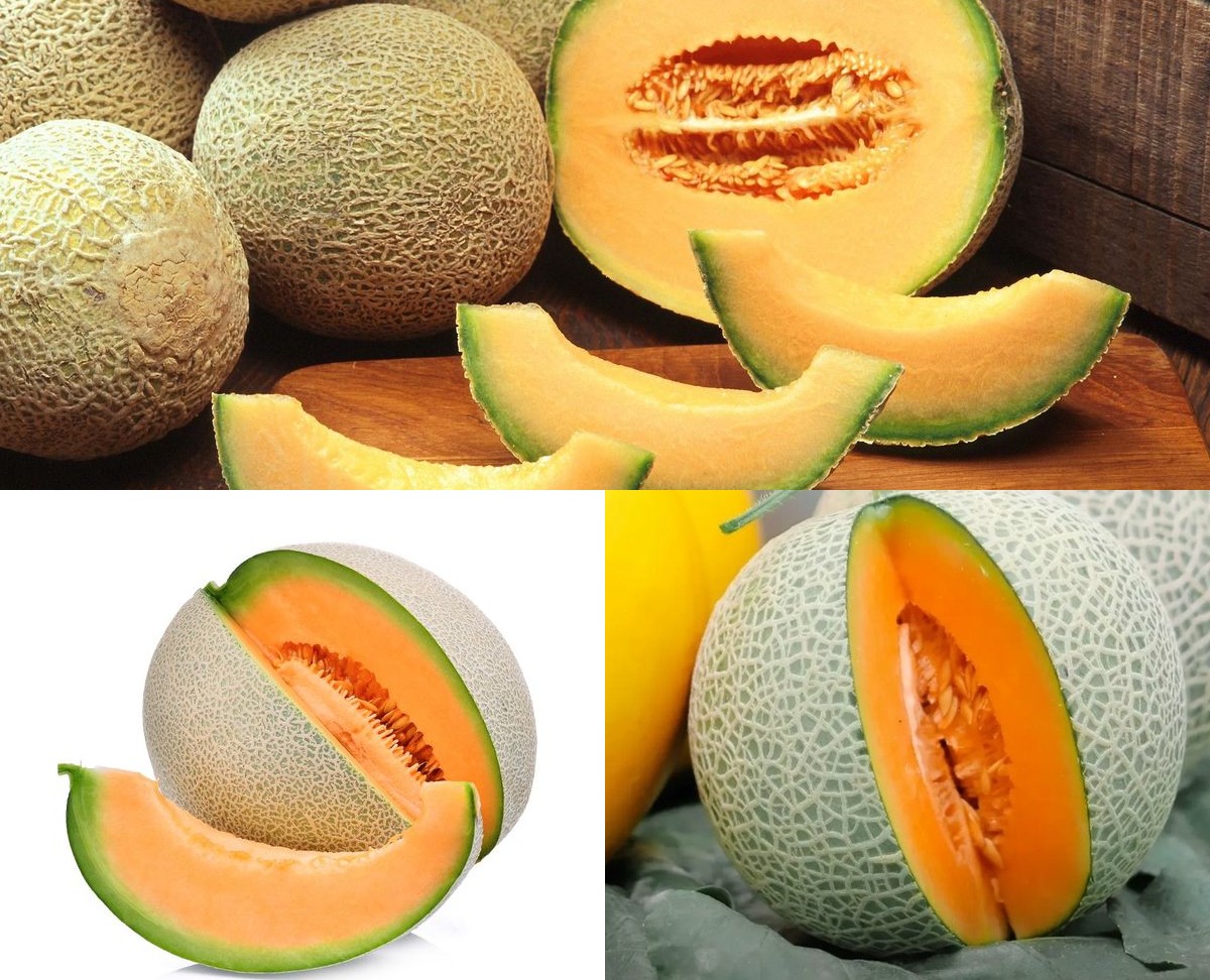 Manfaat Buah Melon sudah banyak dikenal Dalam Mendukung Kesehatan Tubuh!