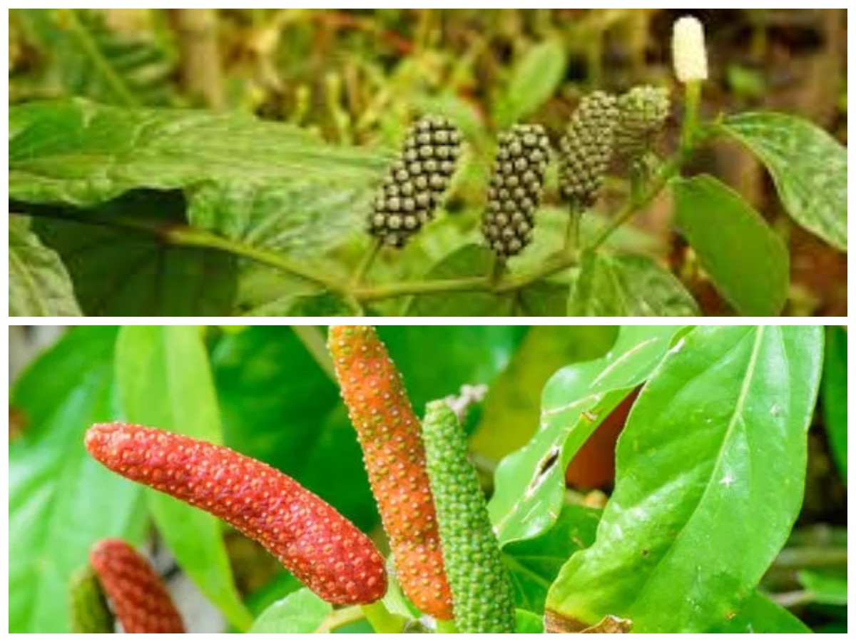 Rahasia Cabe Jawa: 11 Khasiat Luar Biasa untuk Vitalitas dan Menurunkan Berat Badan!