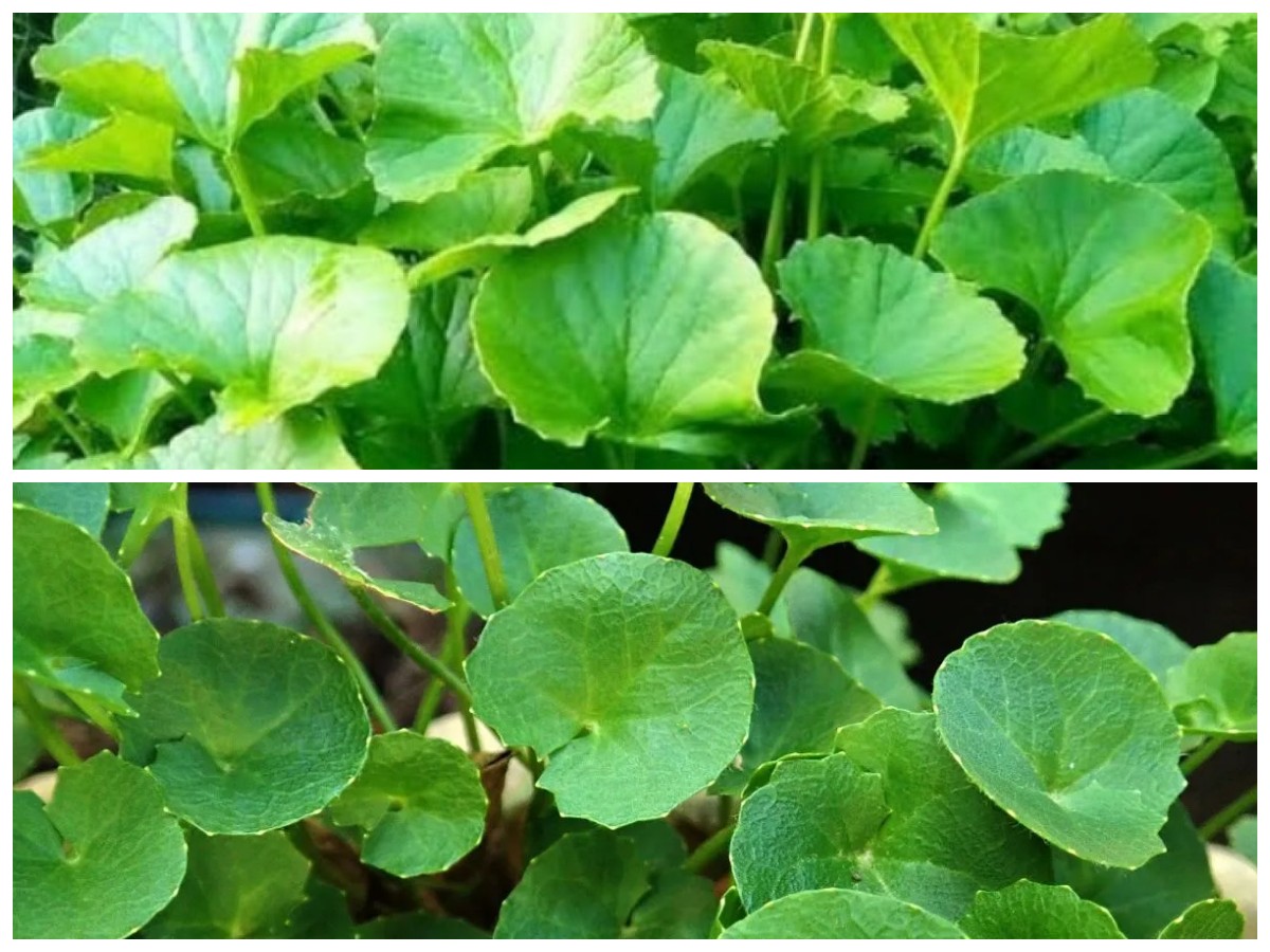 Rahasia Khasiat Daun Pegagan: Tanaman Tradisional yang Terbukti Menyehatkan Tubuh dan Otak!