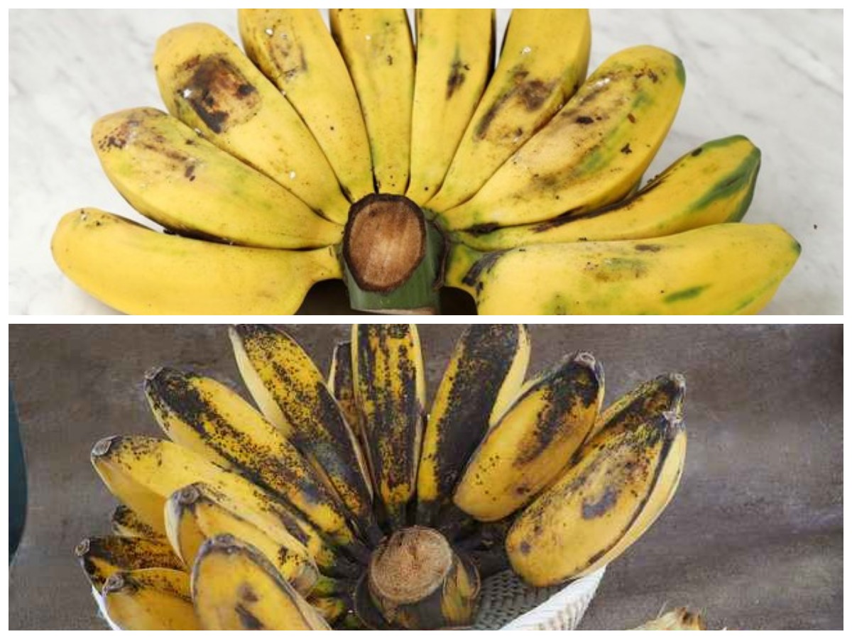 Manfaat Hebat Pisang Kepok: Dari Pencernaan Lancar hingga Daya Tahan Tubuh Lebih Kuat!