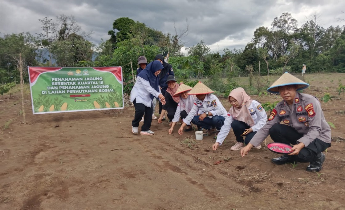Polsek Dempo Selatan Penggerak Ketahanan Pangan, Tanam Jagung Serentak di Lahan 1,5 Hektar