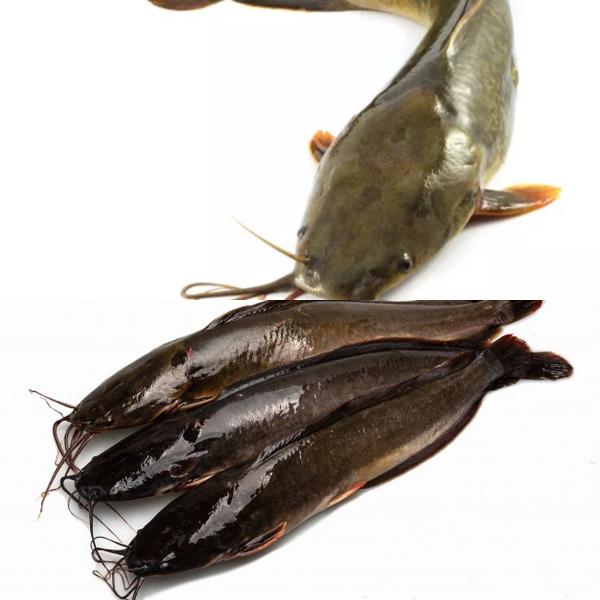 9 Keuntungan Ikan Lele untuk Anak yang Perlu Diketahui oleh Ibu!