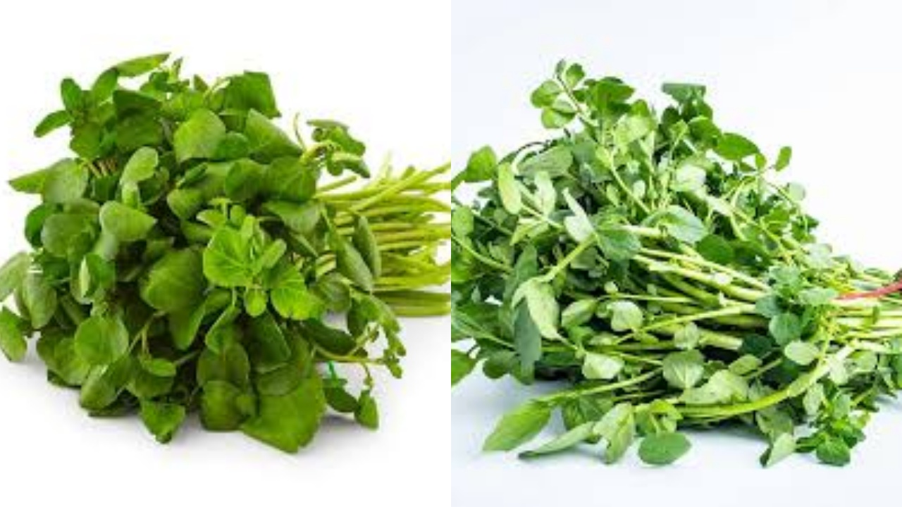 Yuk Intip! 9 Manfaat Selada Air Untuk Kesehatan Yang Jarang Diketahui