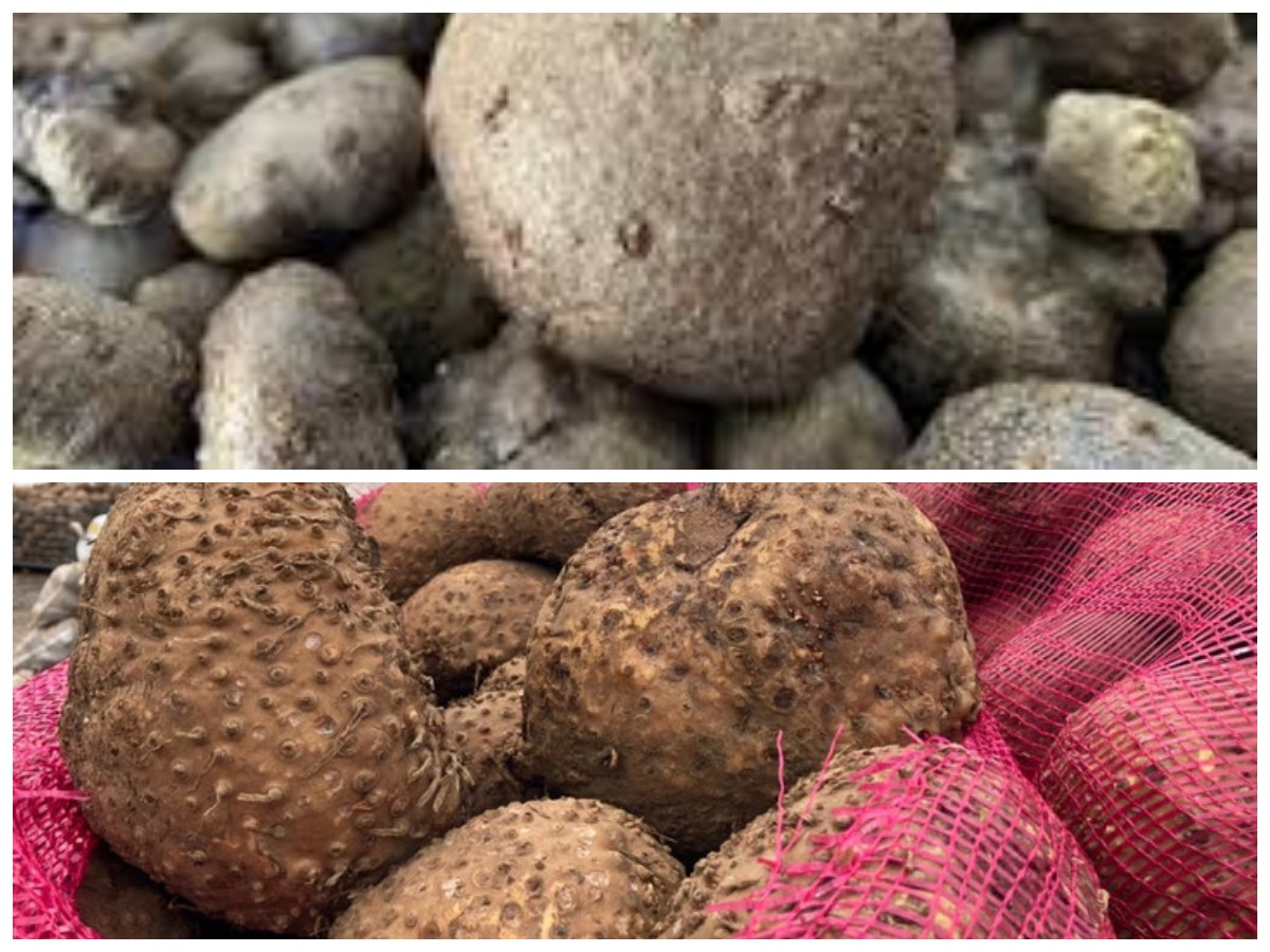 8 Manfaat Porang, Umbi Sehat Pengganti Nasi yang Tinggi Serat