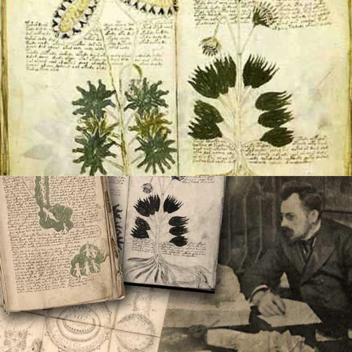 Rahasia Besar di Balik Hilangnya Manuskrip Voynich yang Bikin Sejarawan Garuk Kepala