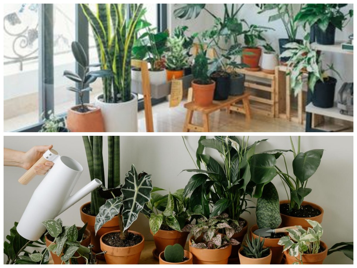 Tanpa Bahan Kimia, 6 Tanaman Hias Ampuh Cegah dan Atasi Jamur di Dalam Rumah