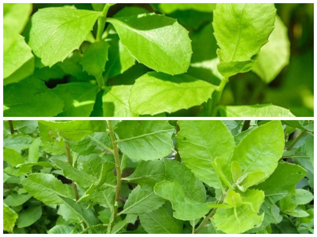 Manfaat Daun Beluntas yang Jarang Diketahui Selain Menstabilkan Gula Darah