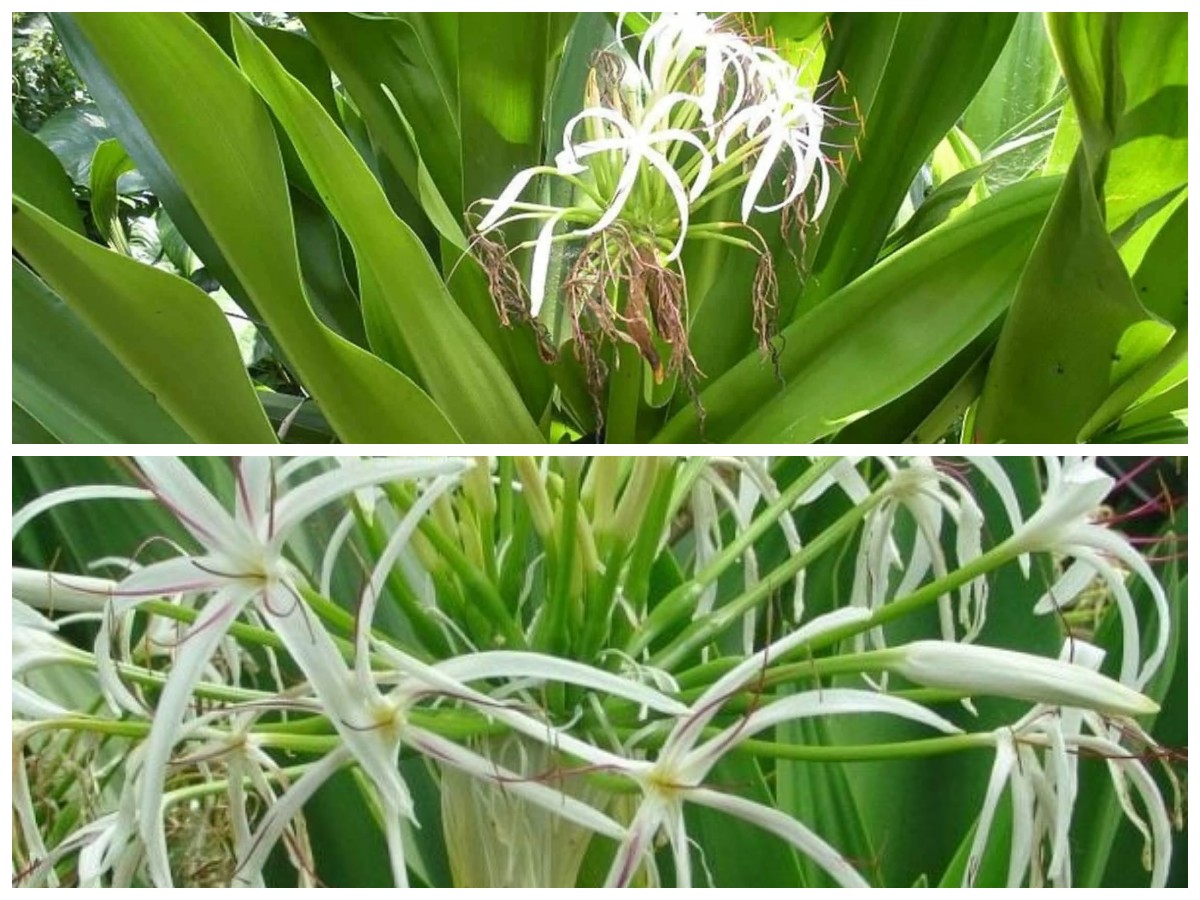 Tak Disangka! Daun Bakung Ternyata Punya Manfaat Hebat untuk Tubuh