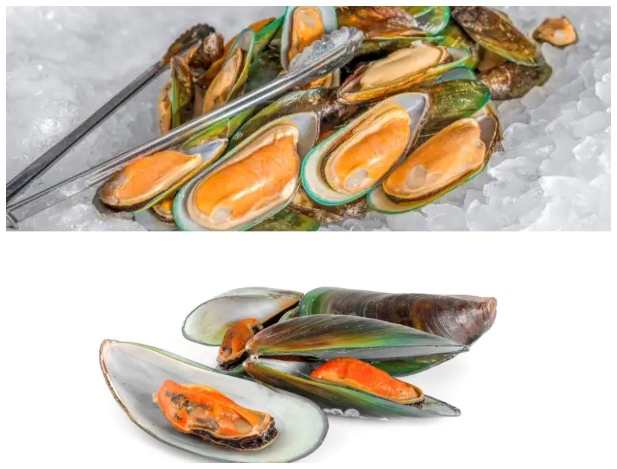 Manfaat Kerang Hijau bagi Kesehatan Tubuh: Sumber Gizi Laut yang Kaya Nutrisi dan Anti-Peradangan Alami!