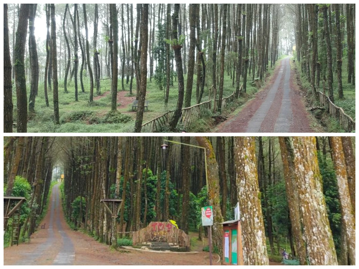 Butuh Spot Liburan Keren? Hutan Pinus Kragilan Siap Jadi Favorit Baru Kamu!