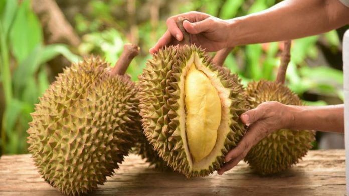 Musim Durian Kembali Hadir, Inilah Lokasi Penghasil Durian Terbesar di Indonesia!