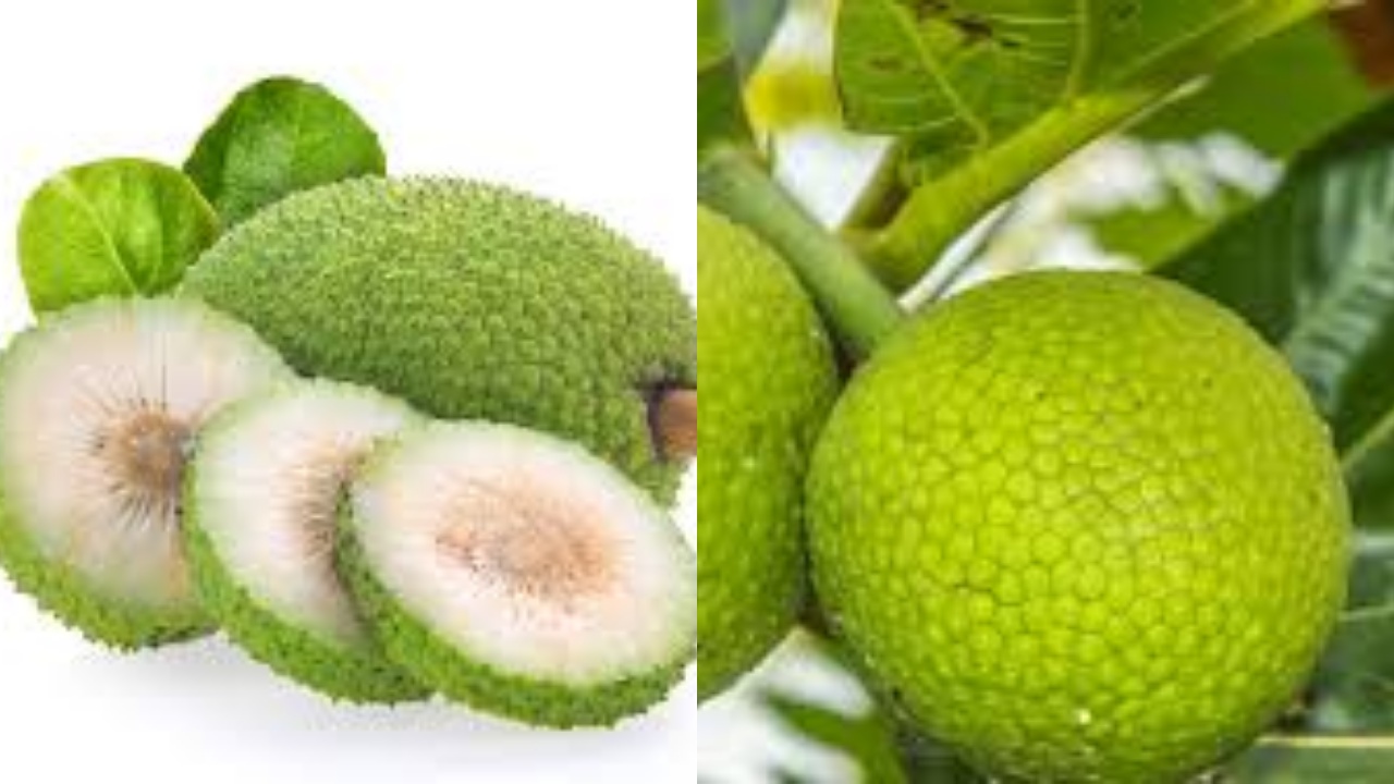 Wajib Tahu Inilah 8 Manfaat Buah Sukun Untuk Kesehatan Tubuh Yang Luar Biasa!