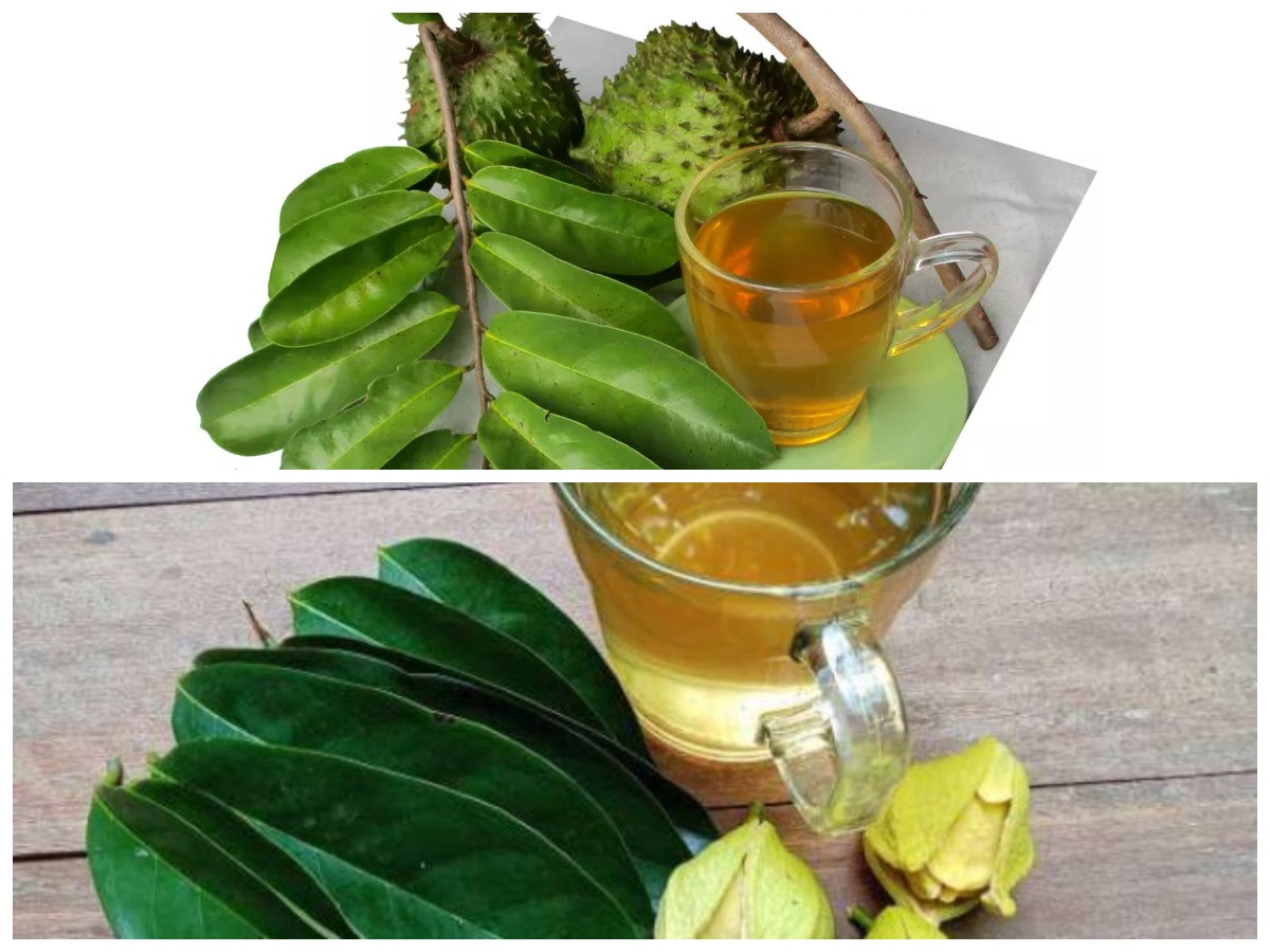 Manfaat Tersembunyi dari Air Rebusan Daun Sirsak: Solusi Alami untuk Kesehatan Anda!