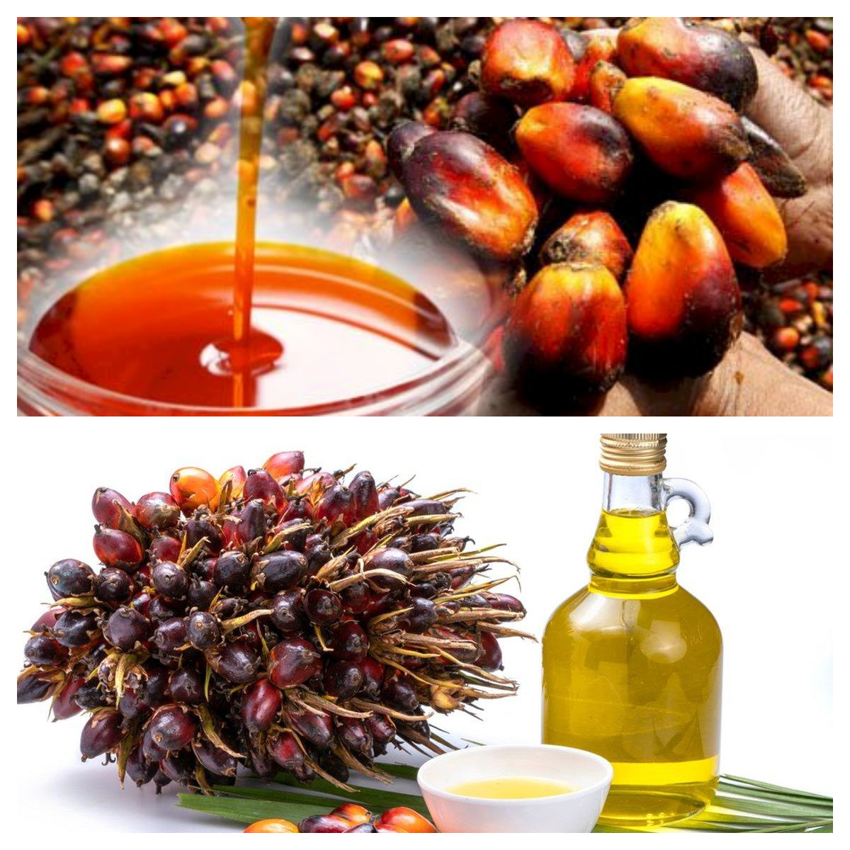 5 Manfaat Kelapa Sawit dan Risikonya Bagi Kesehatan Yang Wajib Diketahui!