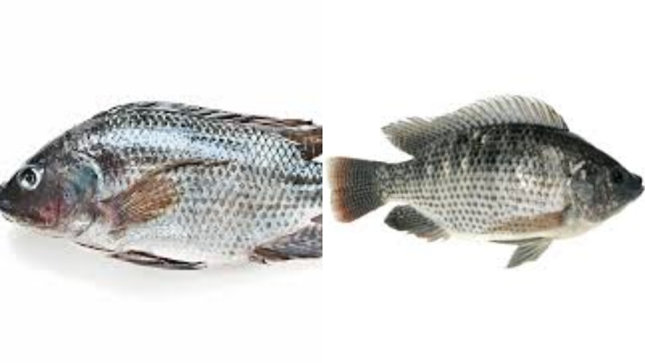 Meningkatkan Fungsi Otak Teryata Ini Guys Manfaat Dari Ikan Mujair Untuk Kesehatan!