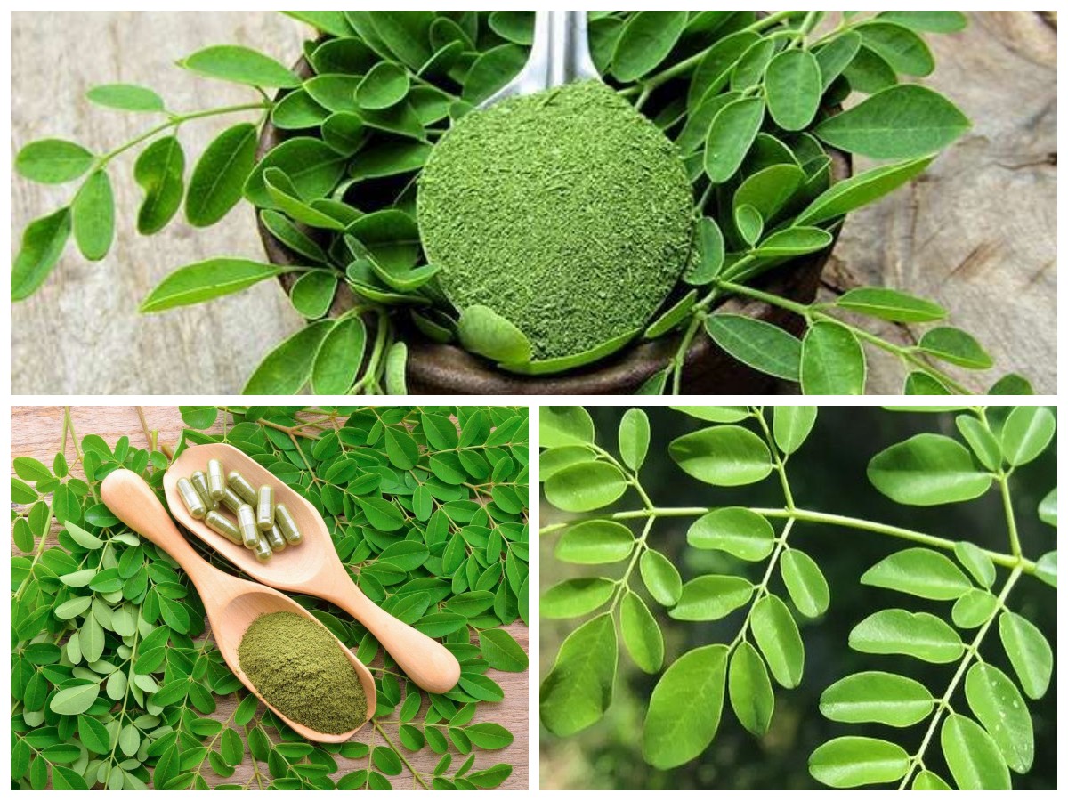 Mengenal Manfaat Daun Kelor bagi Kesehatan Tubuh yang Optimal!