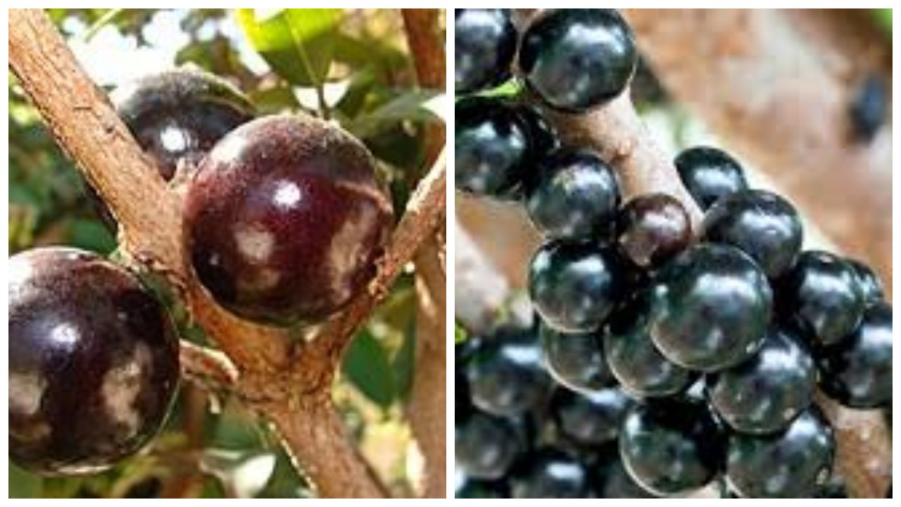 13 Kegunaan dan Nutrisi yang Ada dalam Buah Anggur Brazil !