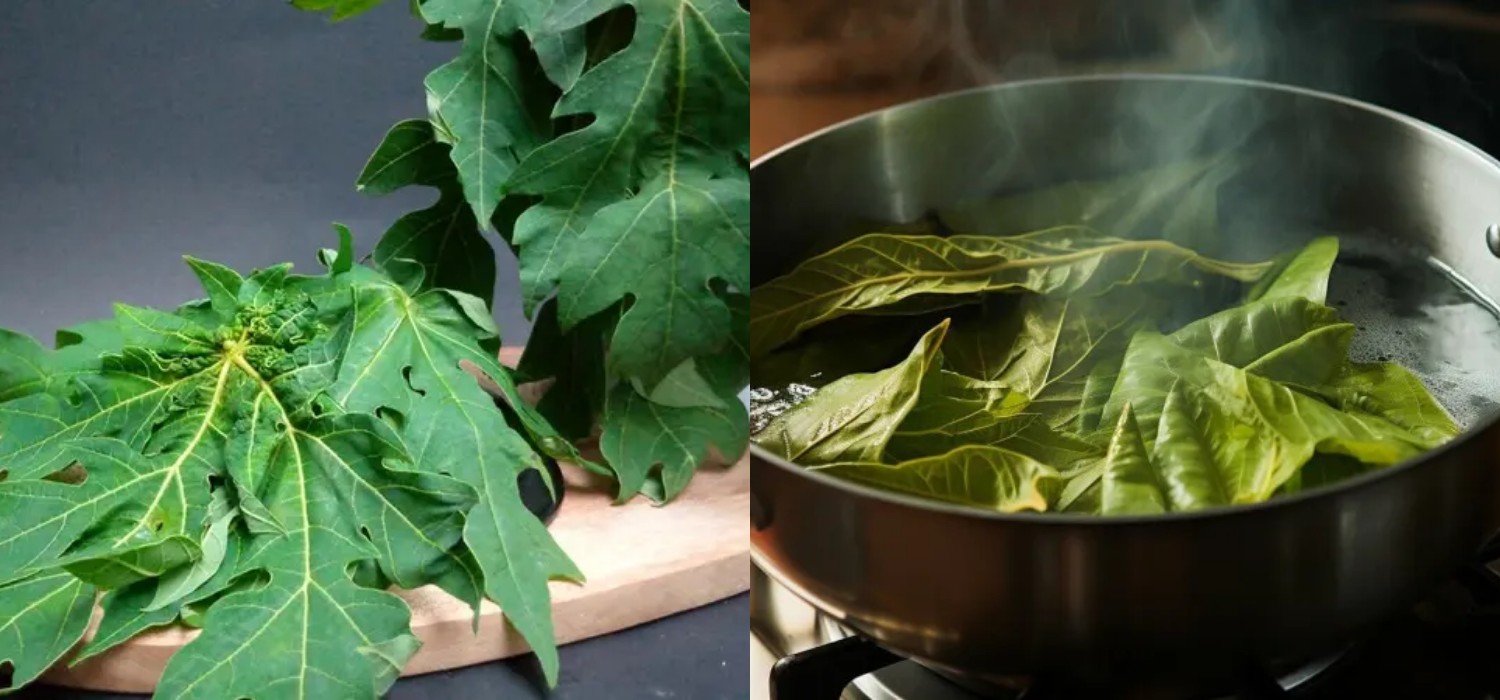 8 Cara Masak Daun Pepaya Agar Tidak Pahit Anti Gagal!