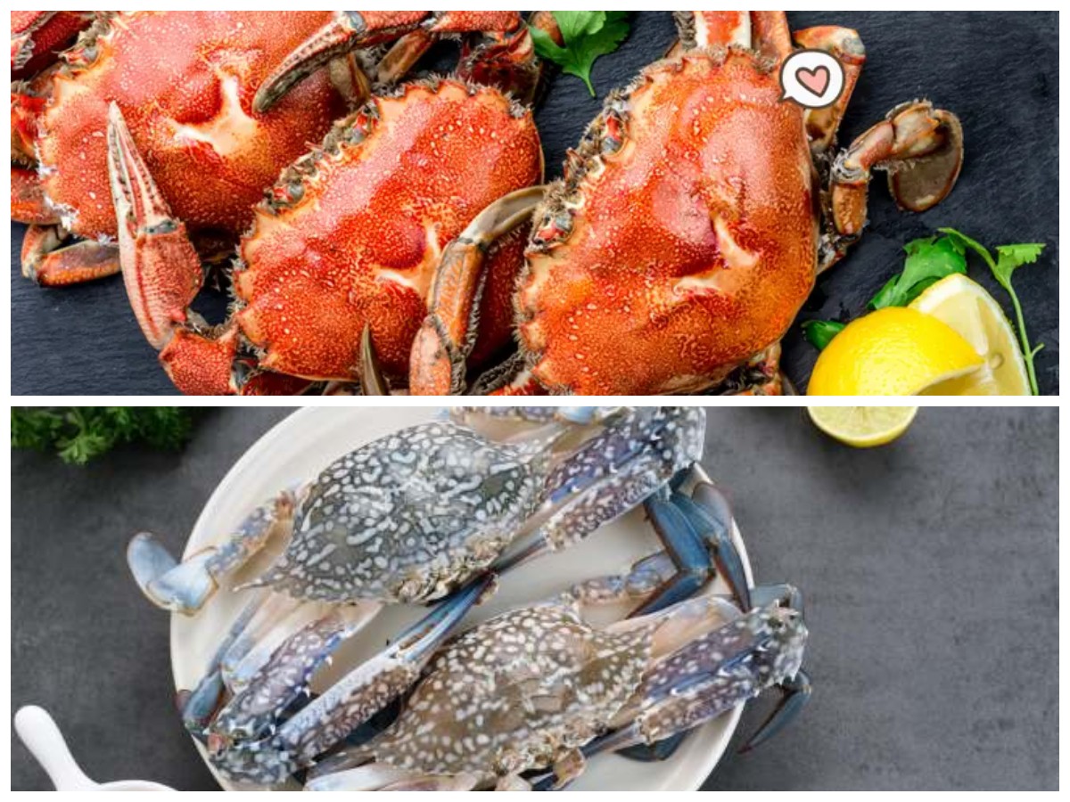 Manfaat Rajungan: Kaya Nutrisi, Bikin Tubuh Bugar dan Tampak Lebih Muda