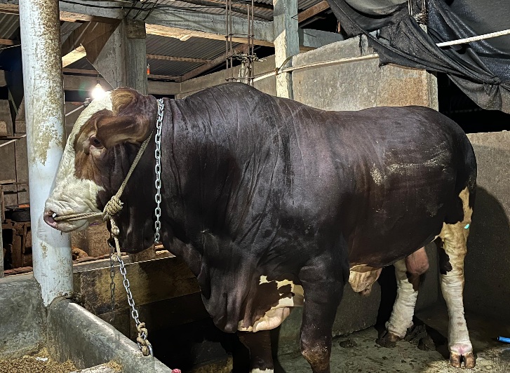 Si Joker Sapi Qurban Presiden Prabowo Berbobot 1 Ton, Hj Bertha Apresiasi Peternak Lokal