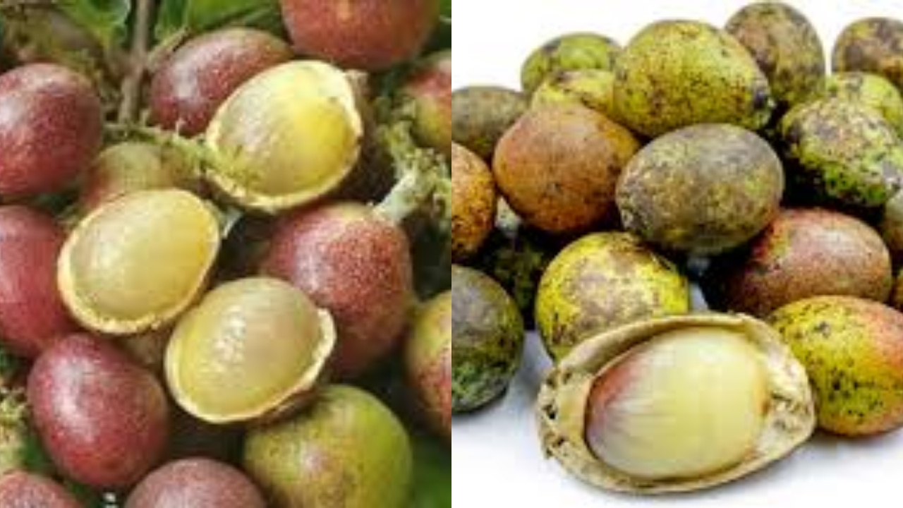 Mengenal 7 Manfaat Buah Matoa Bagi Kesehatan Tubuh Yang Luar Bisa!