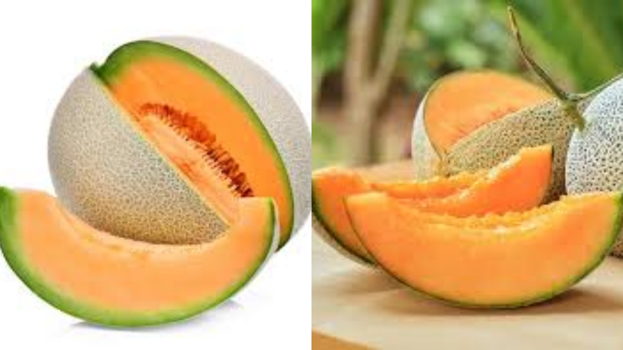  Yuk Intip! Manfaat Buah Melon untuk Kesehatan Tubuh Yang Luar Biasa