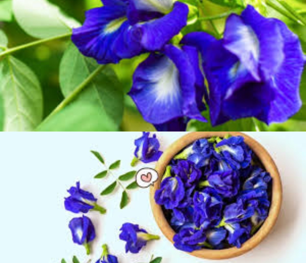Ternyata Bunga Telang Banyak Manfaatnya Bagi Kesehatan, Simak Dibawah Ini!
