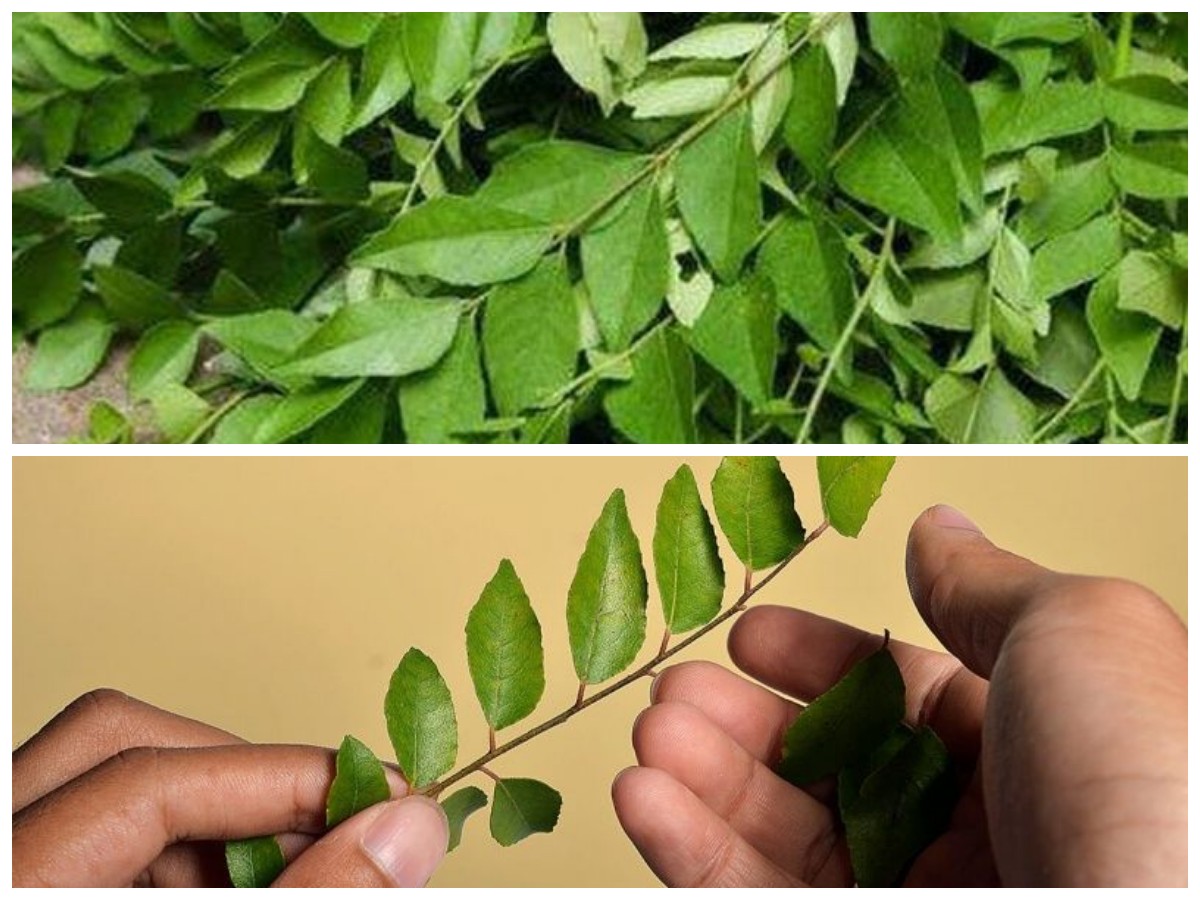 Tak Banyak yang Tahu, Daun Kari Ternyata Ampuh Menjaga Jantung Tetap Sehat!