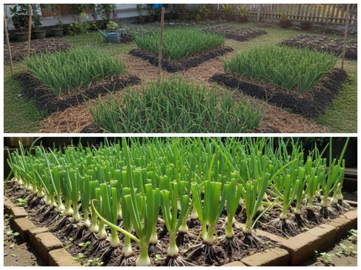 Lahan Sempit, Hasil Melimpah: Cara Menanam Bawang Merah di Pekarangan 2×2 m