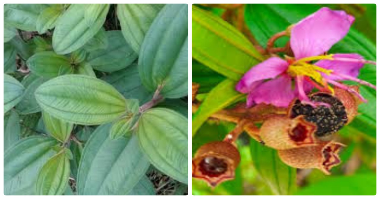 7 Manfaat Daun Senggani untuk Kesehatan